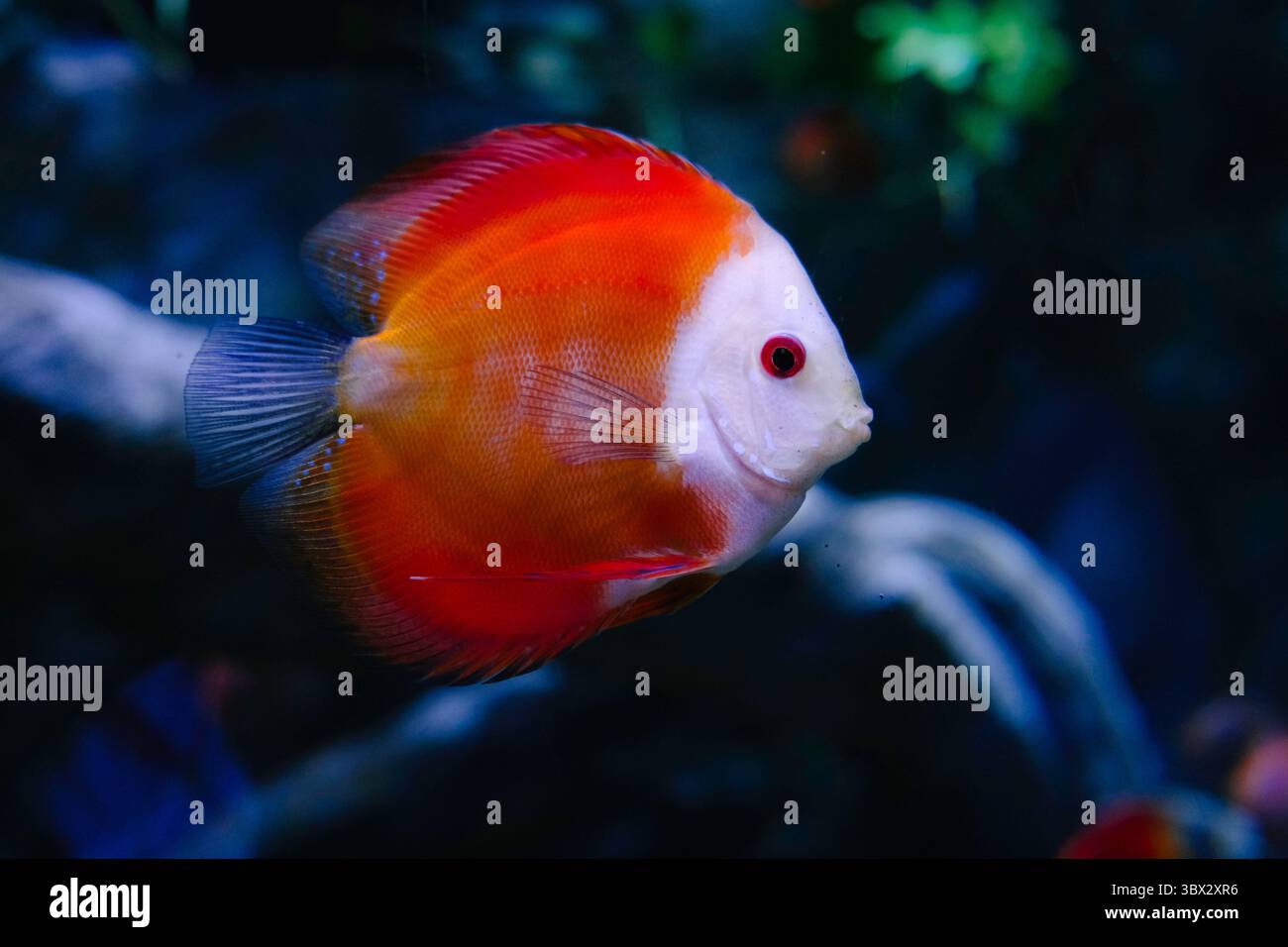 Un poisson disque aux couleurs vives aux teintes rouges et oranges saisissantes nage gracieusement dans un aquarium faiblement éclairé Banque D'Images