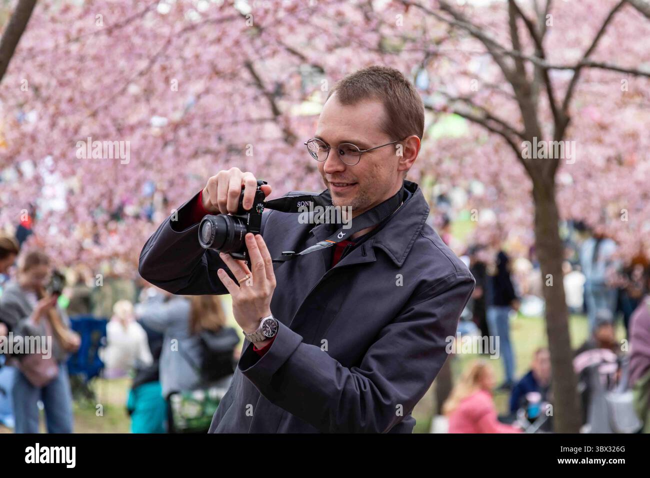 Homme prenant des photos avec un appareil photo au festival Roihuvuori Hanami des cerisiers en fleurs à Helsinki, Finlande Banque D'Images
