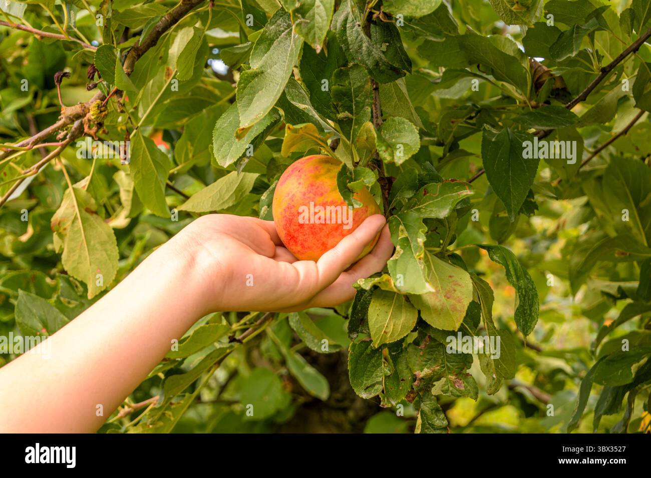 Cueillette à la main une pomme fraîche mûre Banque D'Images
