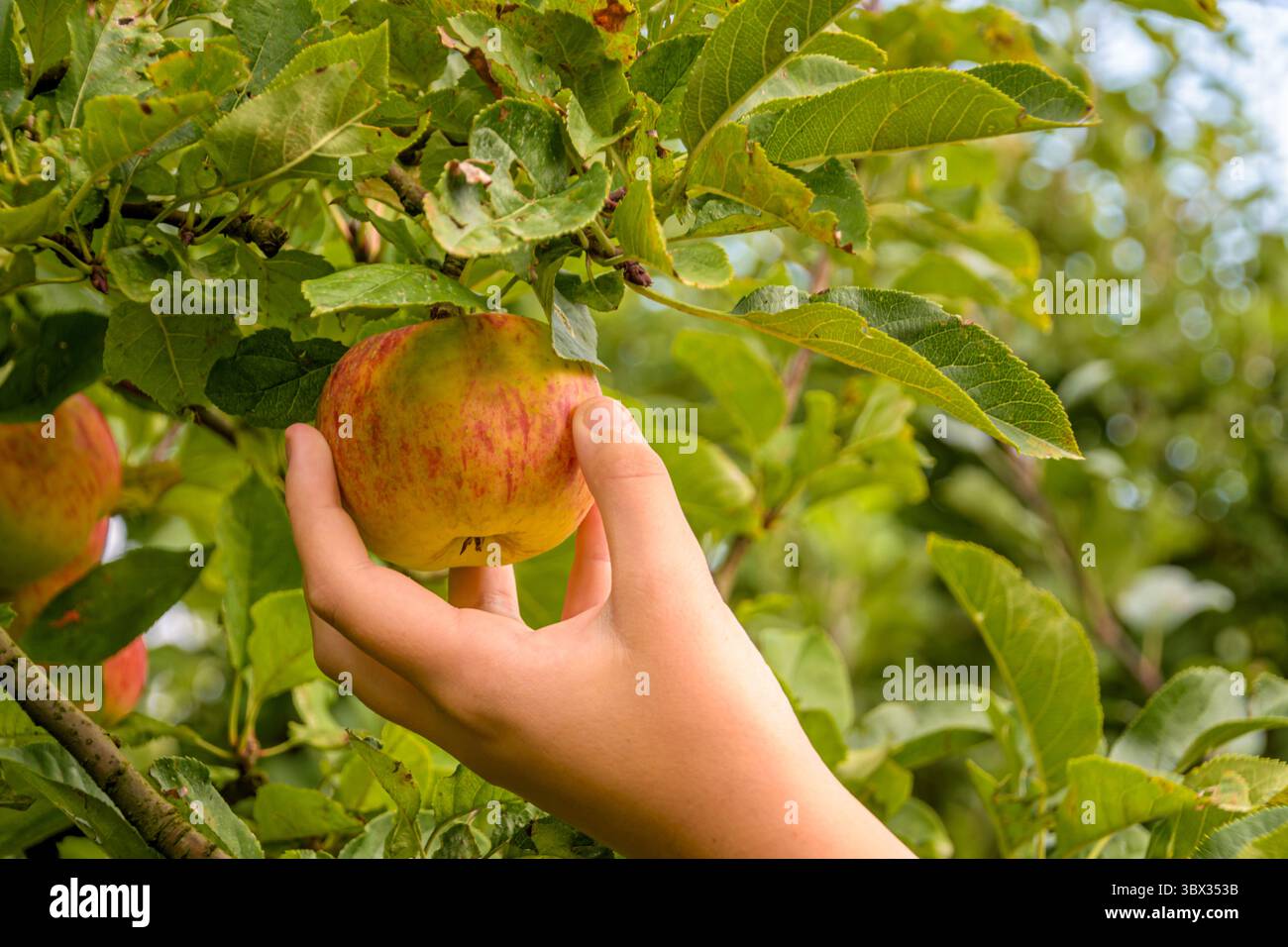 Cueillette à la main une pomme fraîche mûre Banque D'Images Cueillette à la main une pomme fraîche mûre Banque D'Images