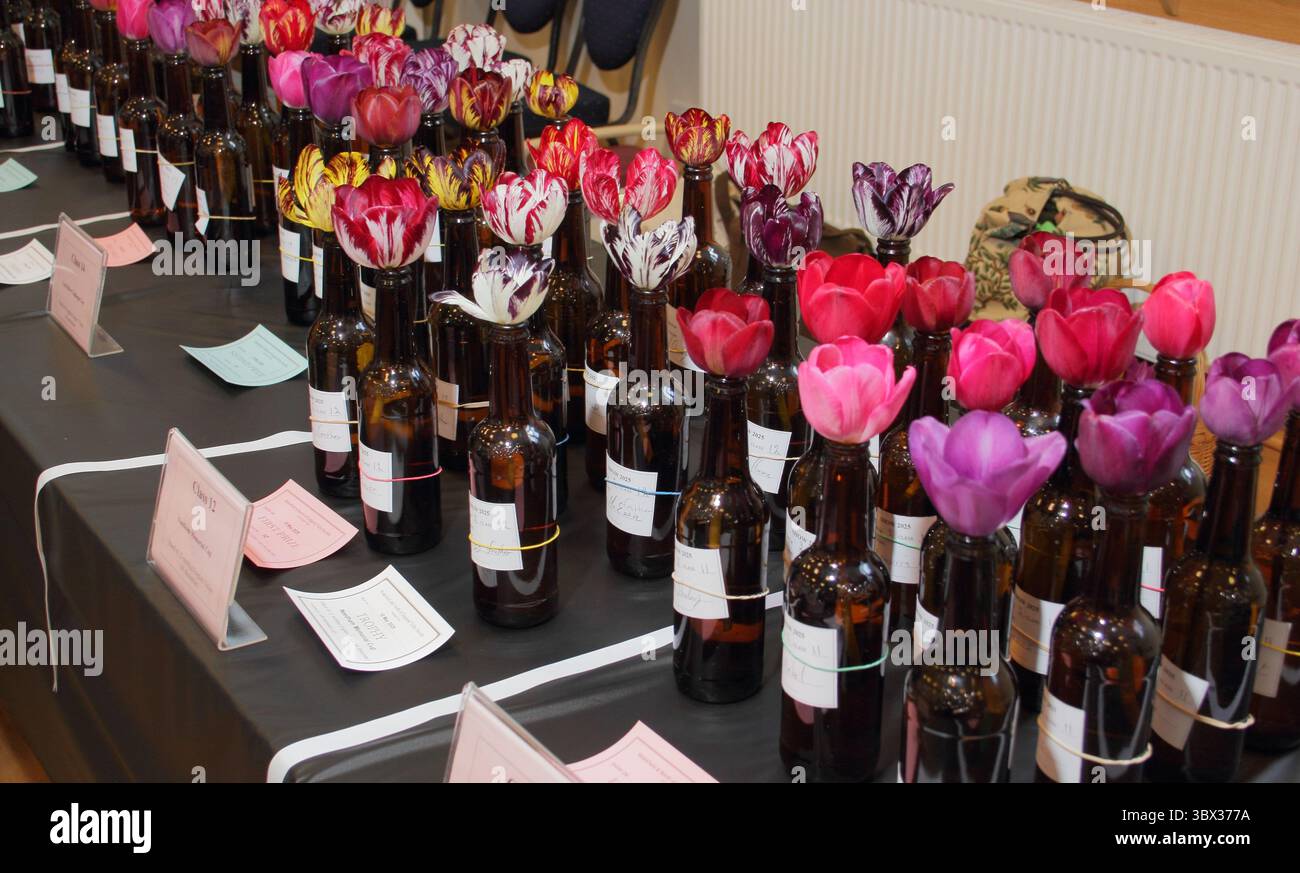Tulipes de fleuristes anglais, avec le virus de la rupture des tulipes, montrées dans des bouteilles de bière au salon annuel 2025 de la Wakefield et de la North of England Tulip Society. ROYAUME-UNI Banque D'Images