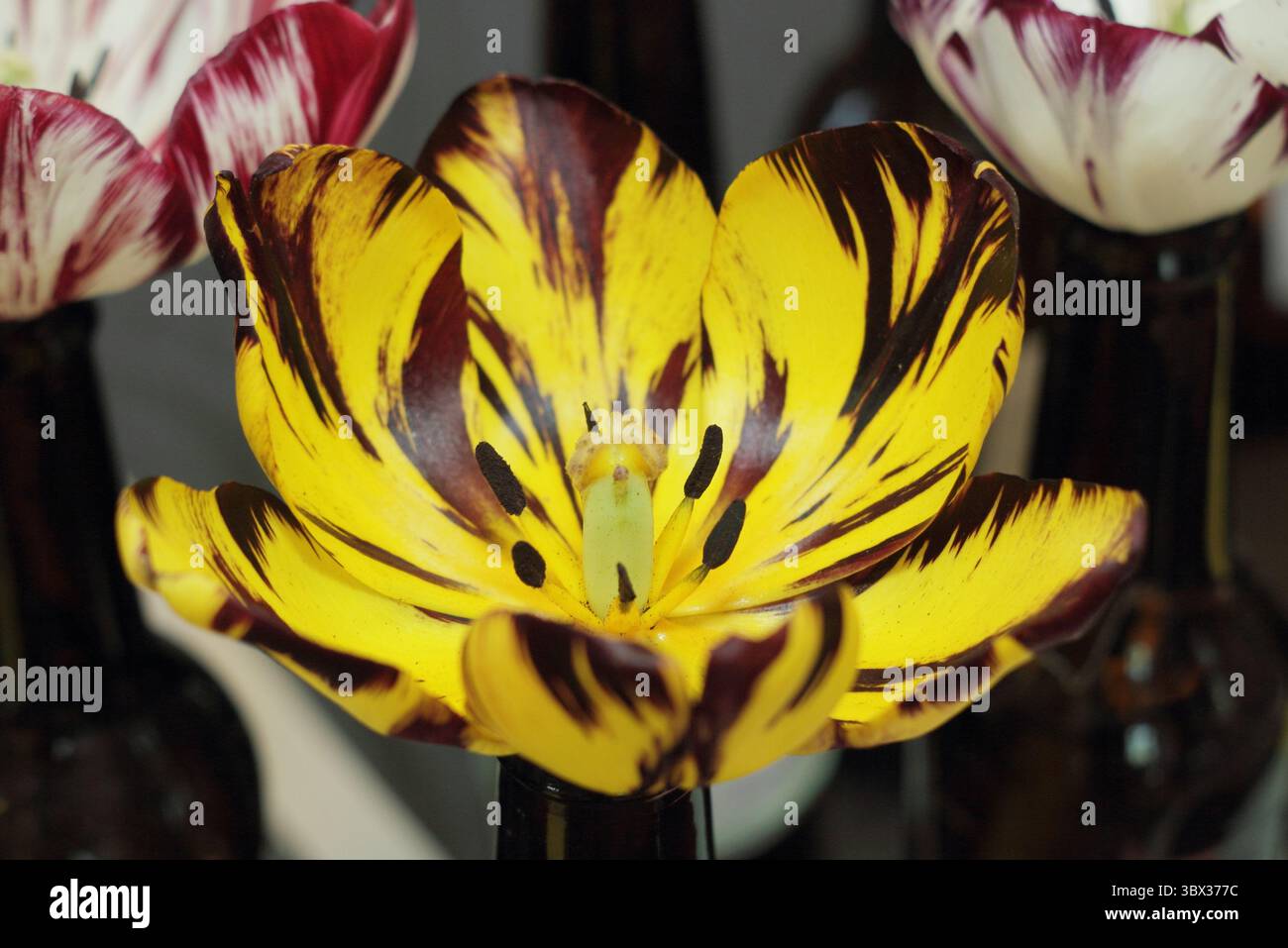 Tulipes de fleuristes anglais, avec le virus de la rupture des tulipes, exposées au salon annuel 2025 de la Wakefield et de la North of England Tulip Society. ROYAUME-UNI Banque D'Images