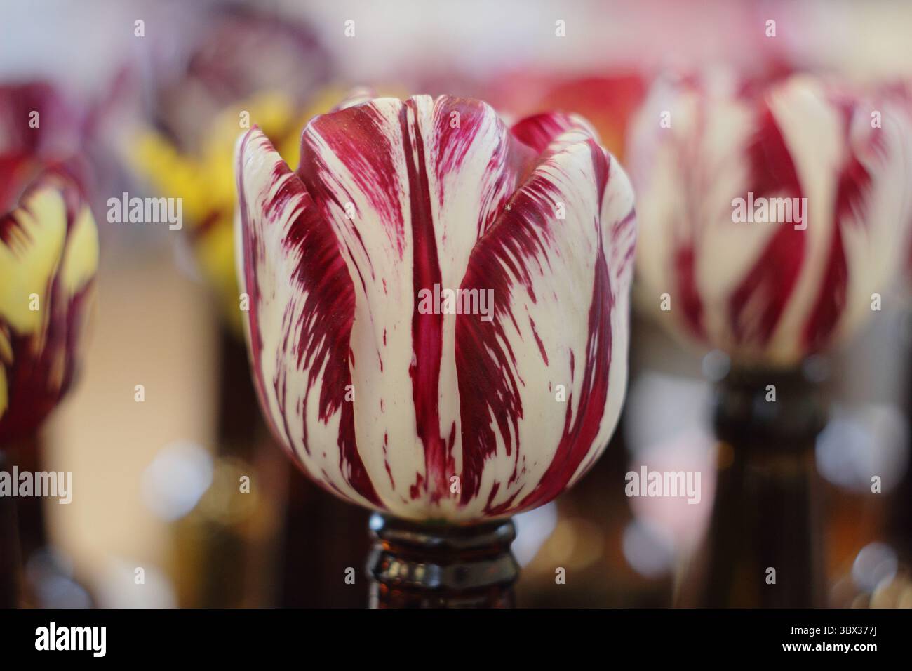 Tulipes de fleuristes anglais, avec le virus de la rupture des tulipes, montrées dans des bouteilles de bière au salon annuel 2025 de la Wakefield et de la North of England Tulip Society. ROYAUME-UNI Banque D'Images