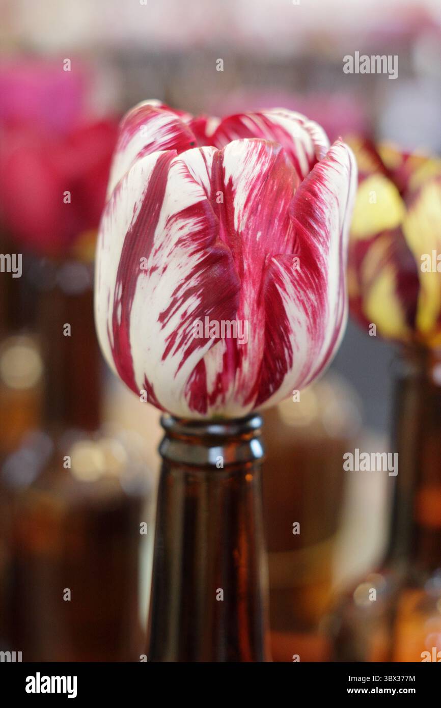 Tulipes de fleuristes anglais, avec le virus de la rupture des tulipes, montrées dans des bouteilles de bière au salon annuel 2025 de la Wakefield et de la North of England Tulip Society. ROYAUME-UNI Banque D'Images