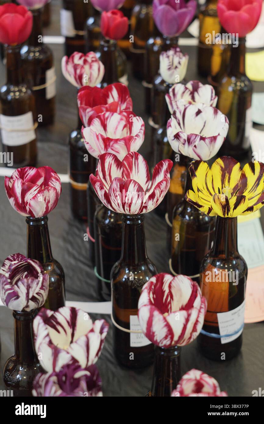 Tulipes de fleuristes anglais, avec le virus de la rupture des tulipes, montrées dans des bouteilles de bière au salon annuel 2025 de la Wakefield et de la North of England Tulip Society. ROYAUME-UNI Banque D'Images