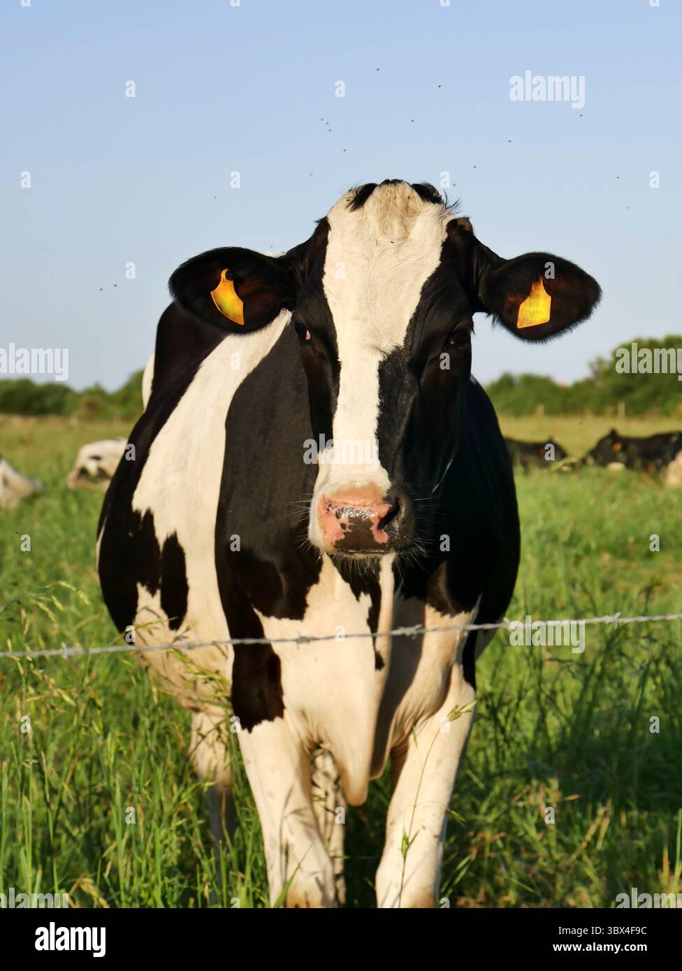 Portrait de vache Prim holstein dans le pâturage à la lumière du soleil du soir. Élevage et agriculture extensive Banque D'Images