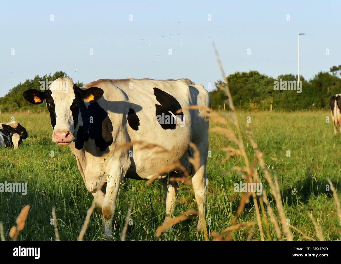 Bovins holstein noirs et blancs dans les pâturages verts à la lumière du soir. Vache laitière noire et blanche dans les prairies vertes en été. Banque D'Images