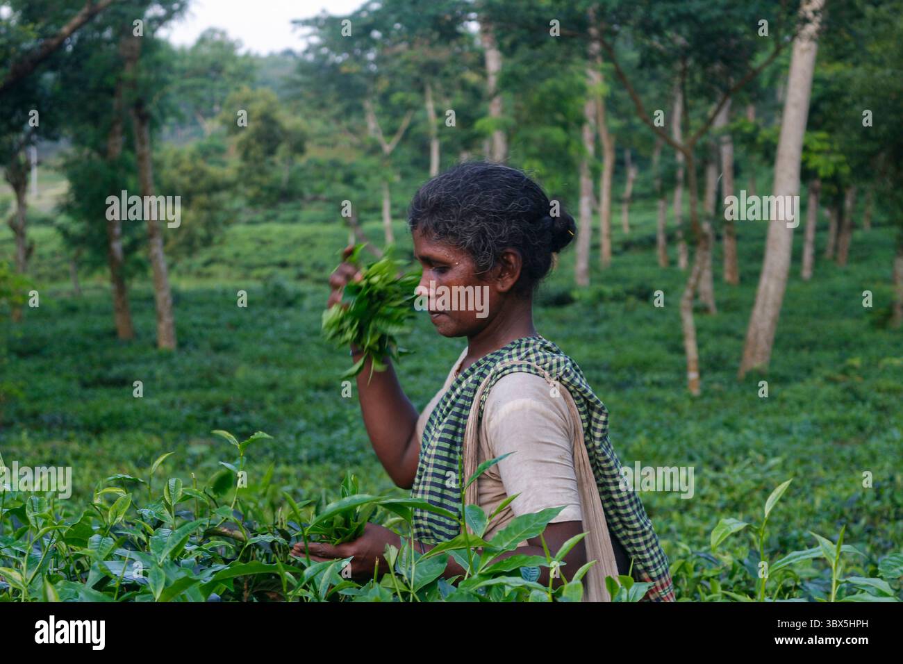 5 septembre 2021 : une travailleuse est occupée à cueillir du thé au jardin de thé Lakkatura, à Sylhet, au Bangladesh. De nos jours, une main-d'œuvre ne reçoit que 102 Taka (1,20 USD) comme salaires. (Crédit image : © MD Rafayat Haque Khan/ZUMA Press Wire) Banque D'Images