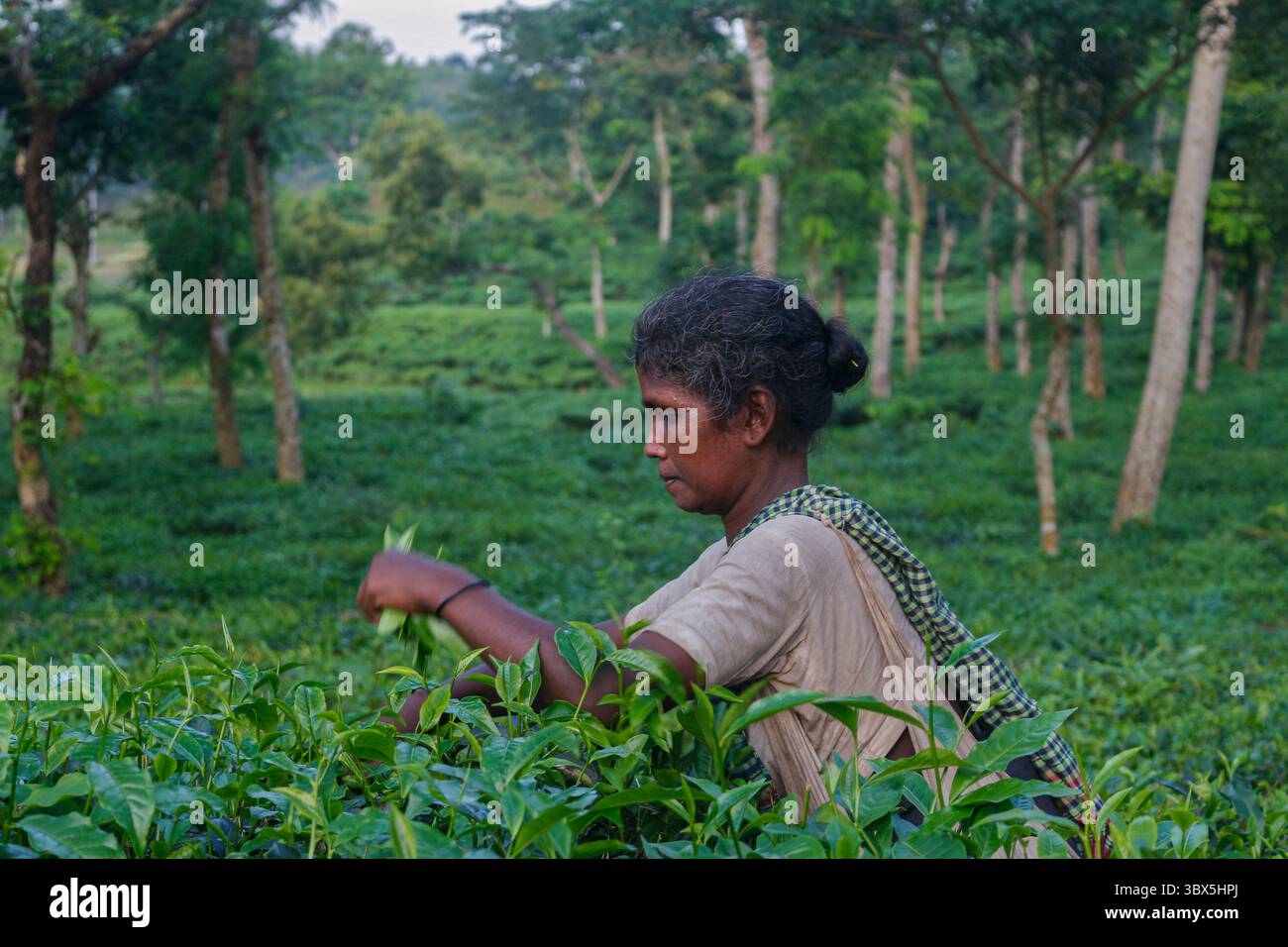 5 septembre 2021 : une travailleuse est occupée à cueillir du thé au jardin de thé Lakkatura, à Sylhet, au Bangladesh. De nos jours, une main-d'œuvre ne reçoit que 102 Taka (1,20 USD) comme salaires. (Crédit image : © MD Rafayat Haque Khan/ZUMA Press Wire) Banque D'Images