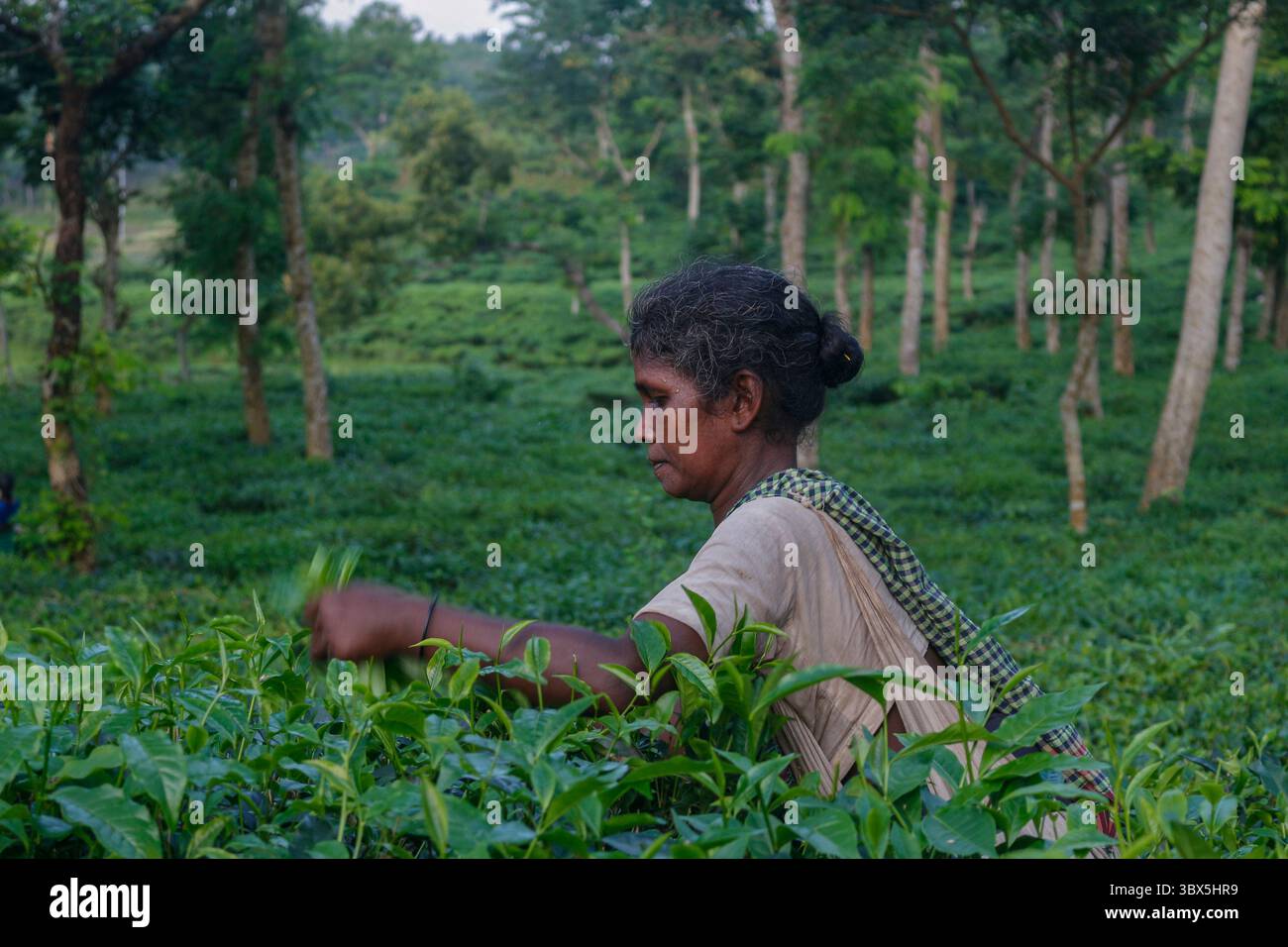 5 septembre 2021 : une travailleuse est occupée à cueillir du thé au jardin de thé Lakkatura, à Sylhet, au Bangladesh. De nos jours, une main-d'œuvre ne reçoit que 102 Taka (1,20 USD) comme salaires. (Crédit image : © MD Rafayat Haque Khan/ZUMA Press Wire) Banque D'Images