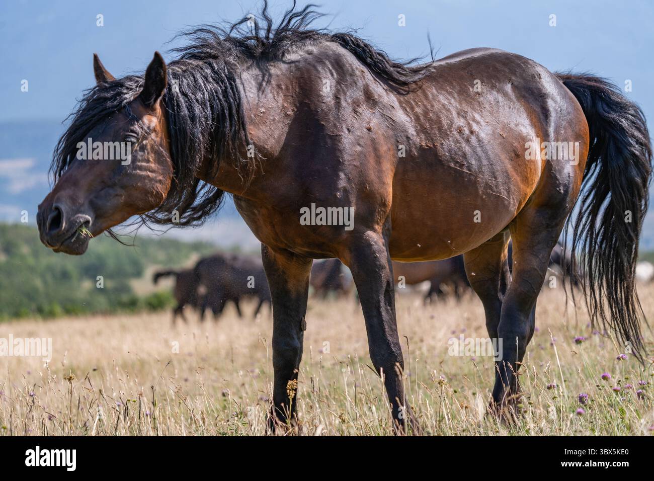 Cheval de baie sauvage avec une longue crinière près de Cincar, Livno Banque D'Images