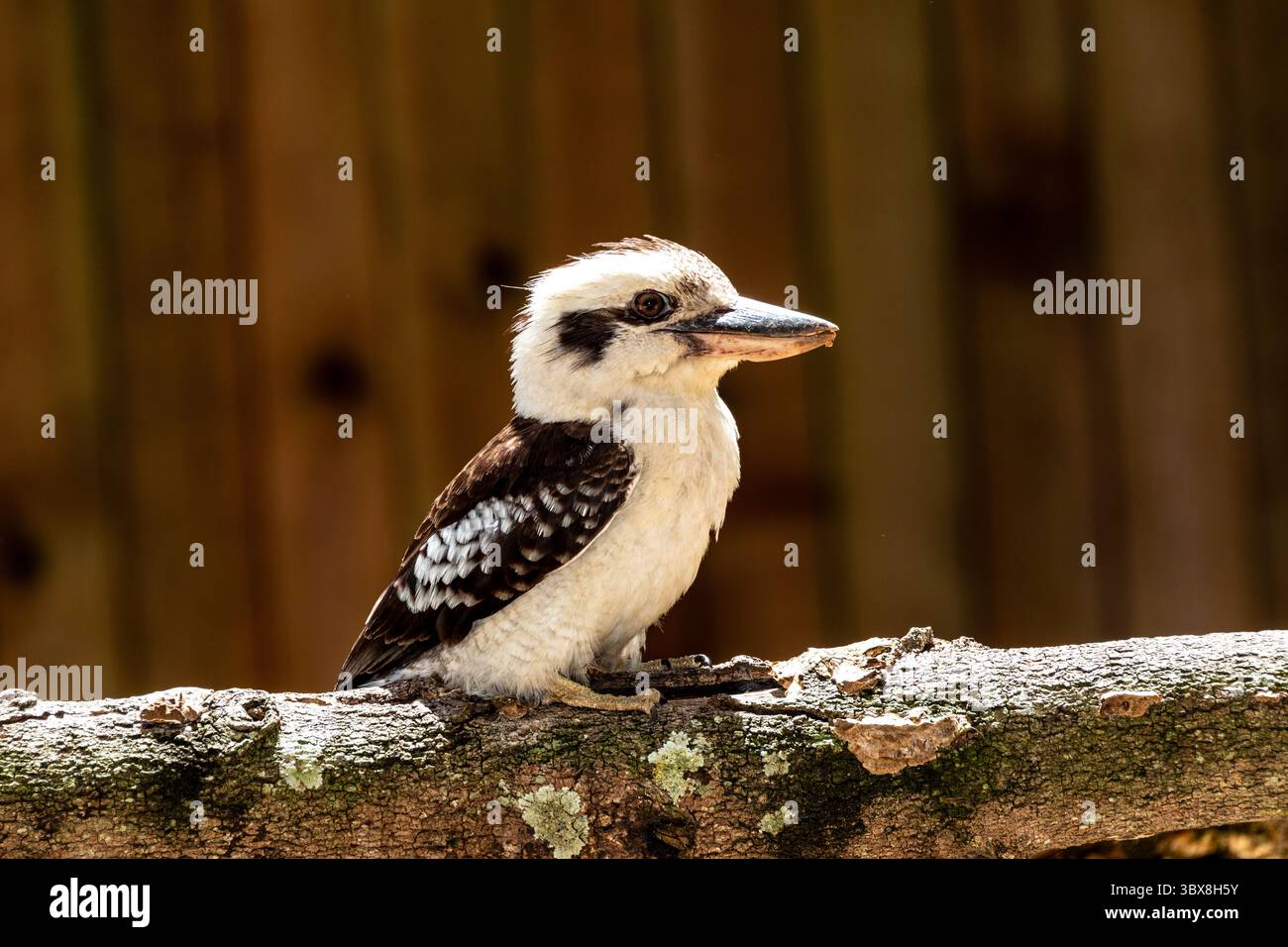 Le Kookaburra qui rit (Dacelo novaeguineae) est un grand et emblématique roi-pêcheur australien, connu pour son appel distinctif au rire. Banque D'Images