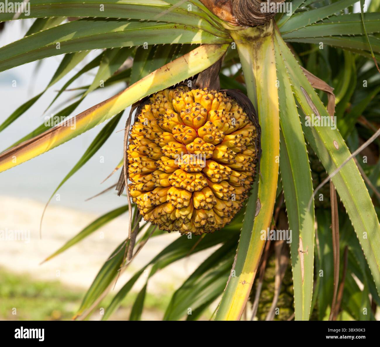 Pandanus est un genre de monocotylédones natives des tropiques et subtropiques. Les noms communs incluent pandan, paume à vis et pin à vis. Le fruit individuel est Banque D'Images