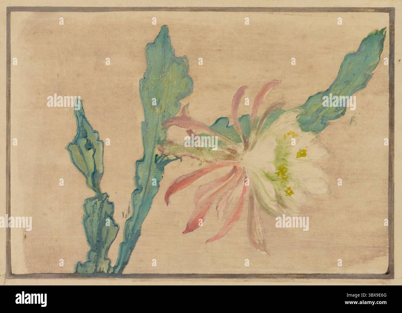 Impression sur bois couleur d'une fleur de cereus à floraison nocturne avec de délicats pétales roses et des feuilles vertes sur un fond pâle. Vers le début du XXe siècle. Banque D'Images