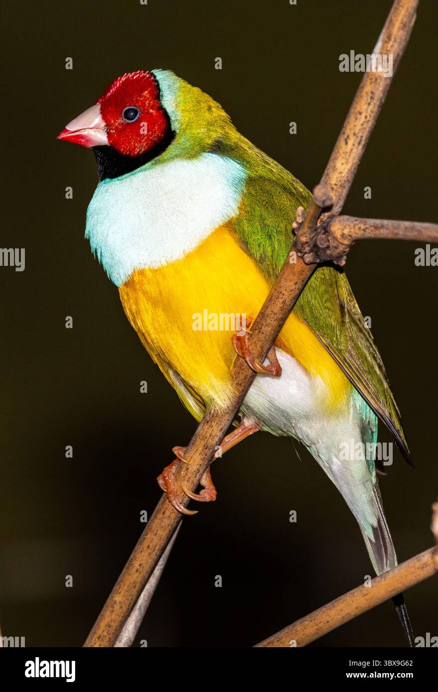 Le finch Gouldian (Chloebia gouldiae), également connu sous le nom de Lady Gouldian finch, finch de Gould ou le finch arc-en-ciel, est un oiseau passserine coloré qui Banque D'Images