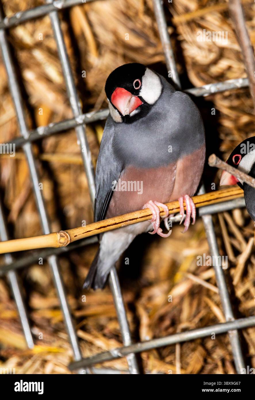 Le finch Gouldian (Chloebia gouldiae), également connu sous le nom de Lady Gouldian finch, finch de Gould ou le finch arc-en-ciel, est un oiseau passserine coloré qui Banque D'Images