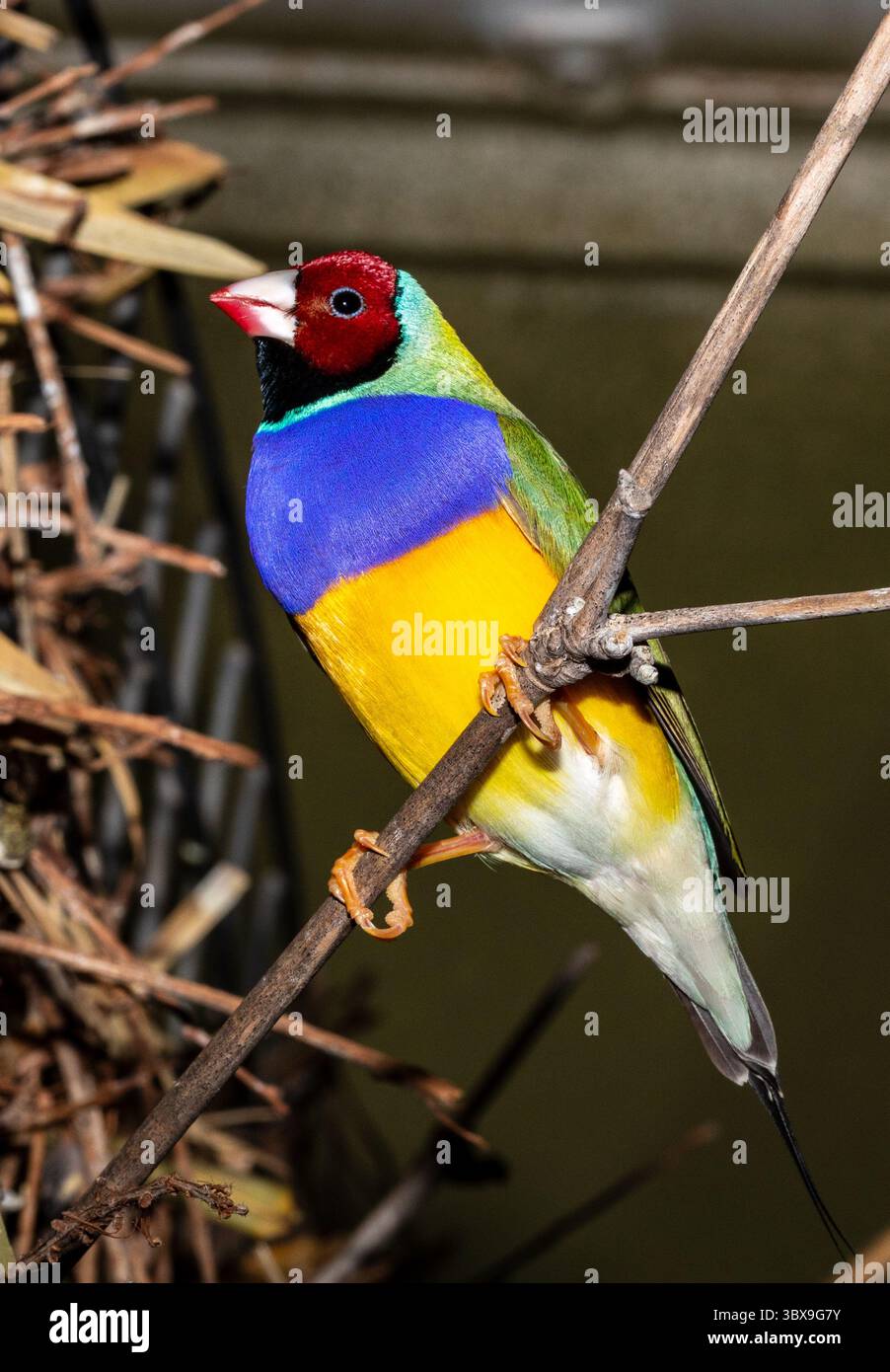Le finch Gouldian (Chloebia gouldiae), également connu sous le nom de Lady Gouldian finch, finch de Gould ou le finch arc-en-ciel, est un oiseau passserine coloré qui Banque D'Images