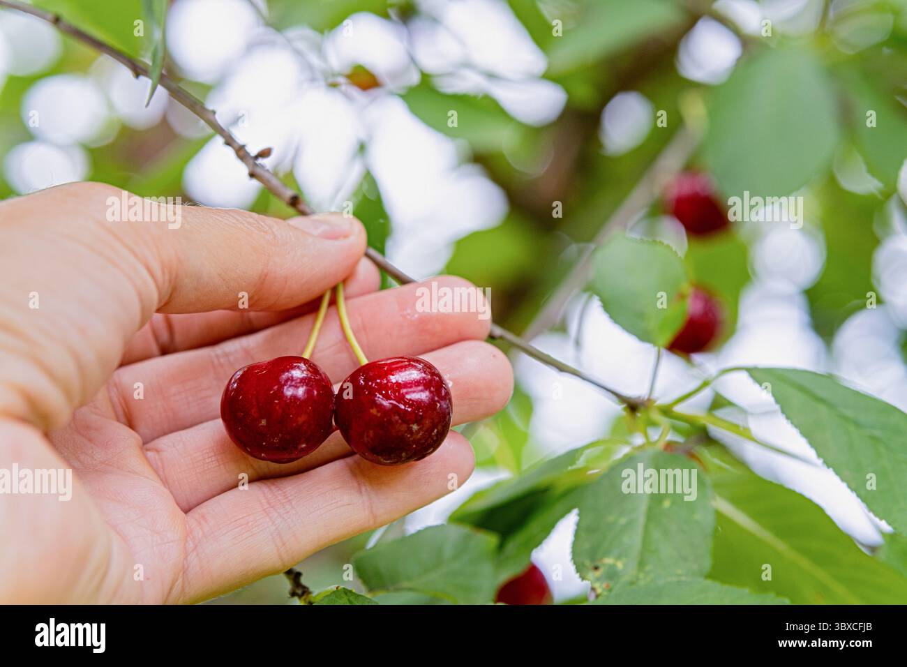 Gros plan de cerises mûres tenues à la main sur une branche avec des feuilles vertes à l'extérieur. Récolte d'été, baies fraîches et collation naturelle. Banque D'Images