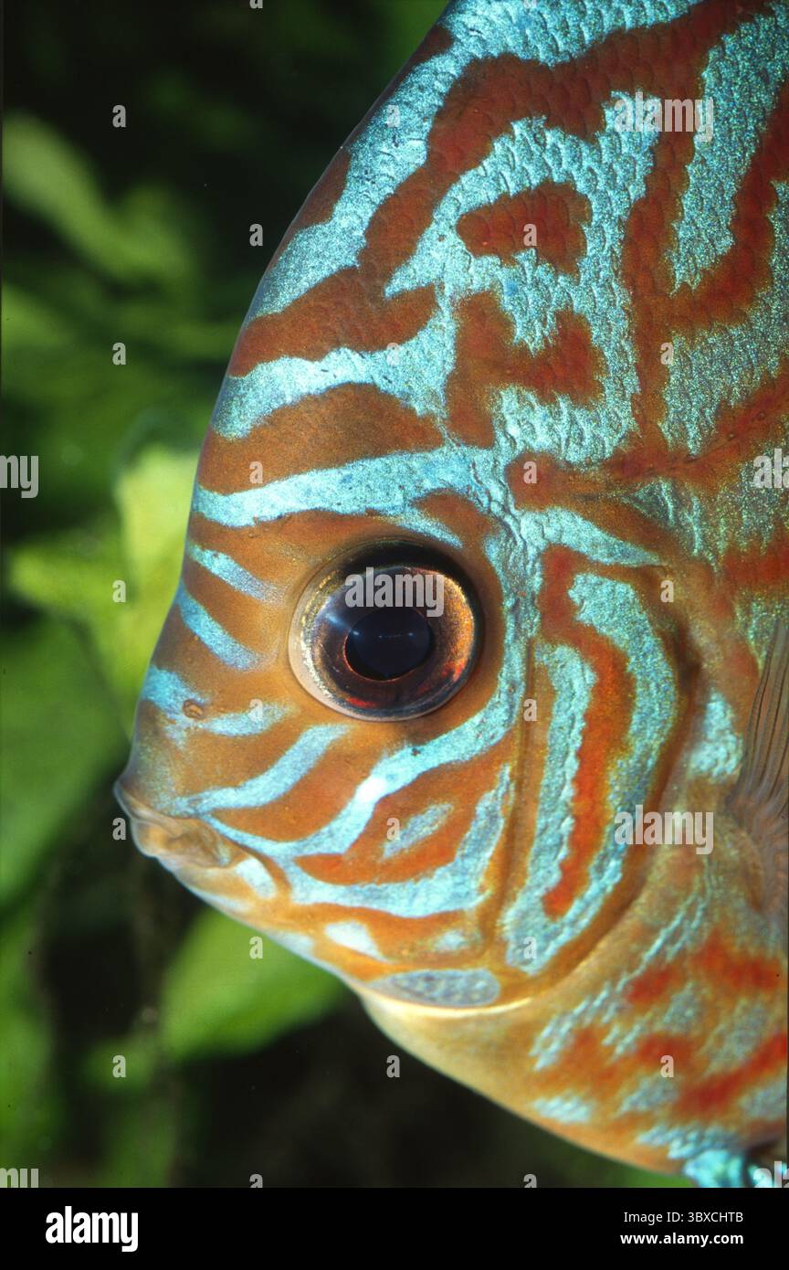 Discus, Symphysodon aequifasciatus, Cichlidae Banque D'Images