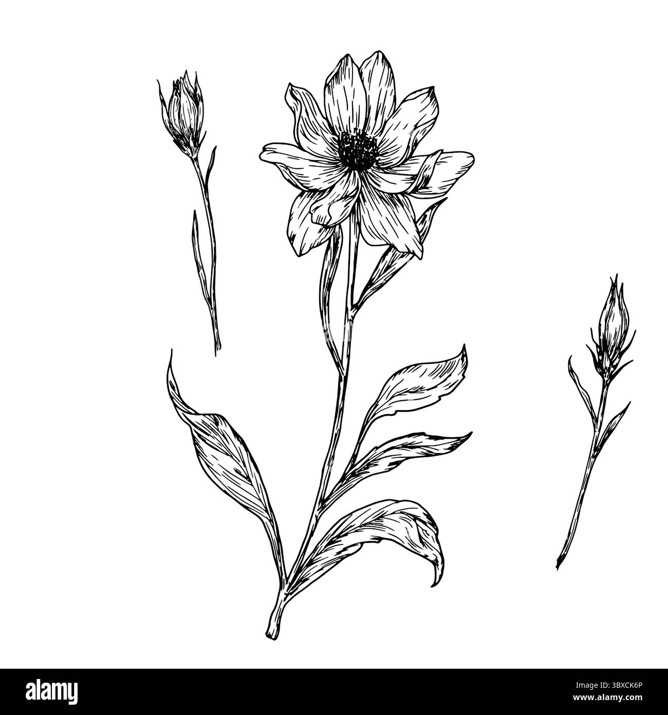 Fleurs sauvages avec des bourgeons et des feuilles, ensemble de silhouettes, croquis noir et blanc. Illustration vectorielle.Einacea, tulipe sauvage, fleur de prairie, isolé sur Illustration de Vecteur