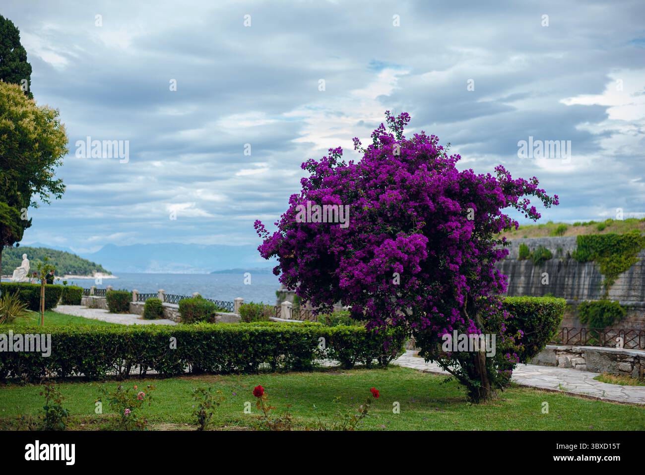 Purple Bougainvillea surplombant la côte pittoresque Banque D'Images
