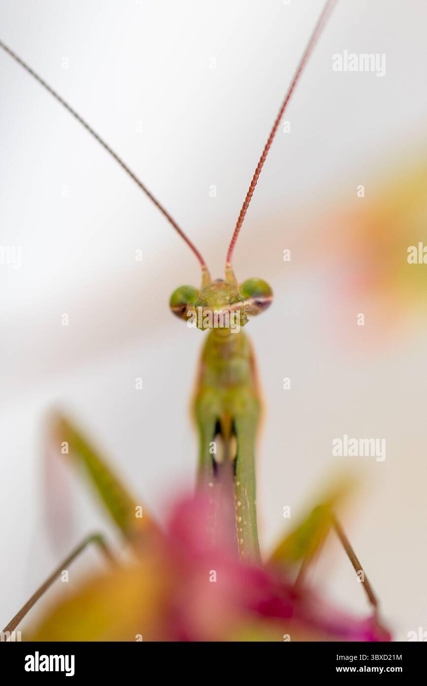 Portrait macro de la mante priante regardant dans la caméra Banque D'Images