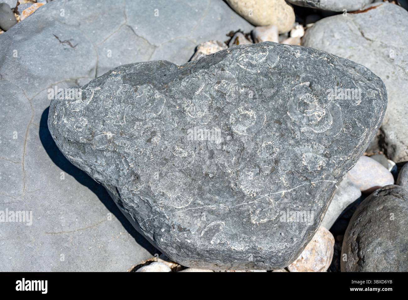 Ammonites sur Fossil Beach, Lyme Regis, Dorset, Angleterre Banque D'Images
