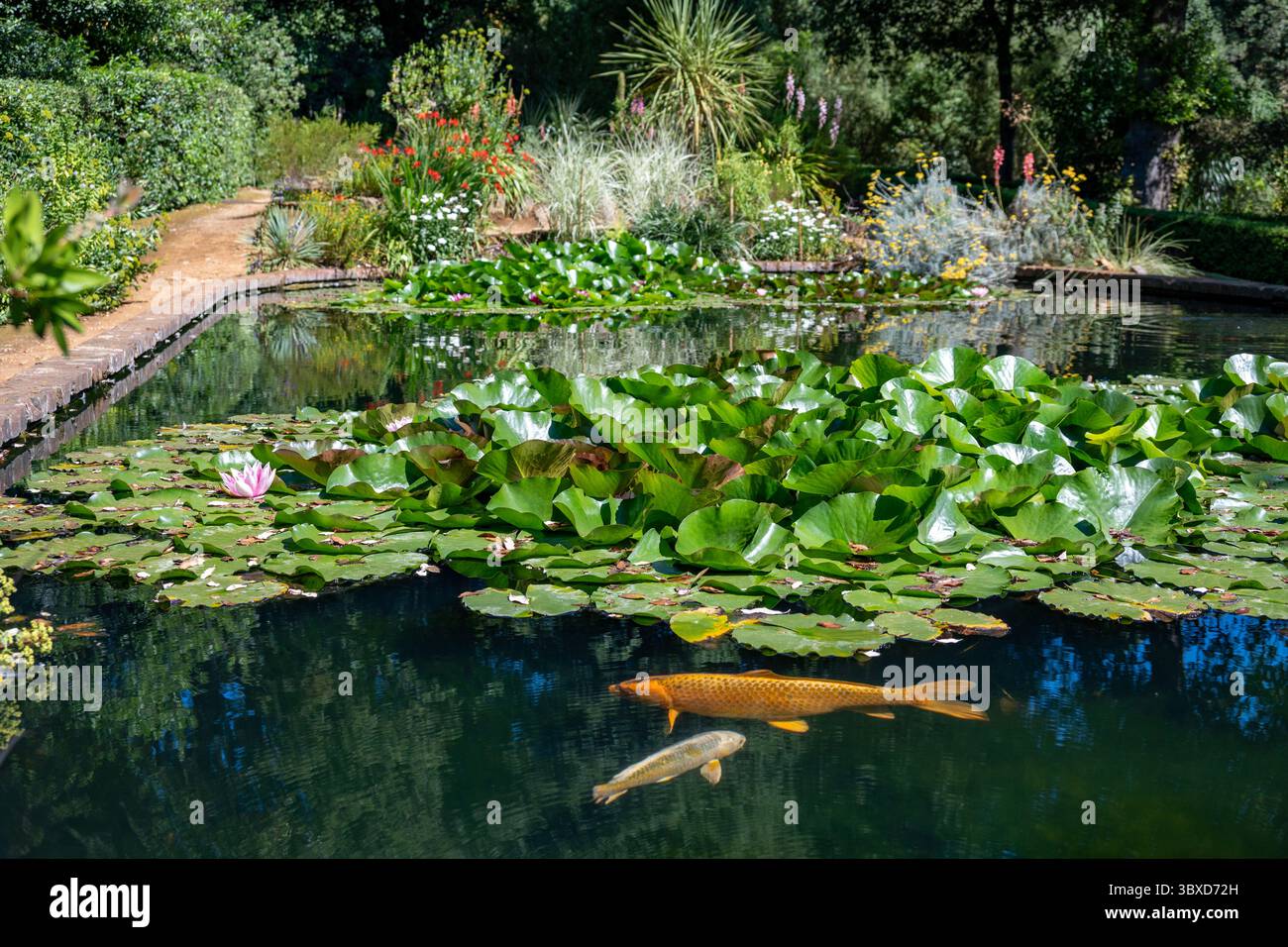 Abbotsbury Sub-tropical Gardens, Abbotsbury, Dorset, Angleterre Banque D'Images