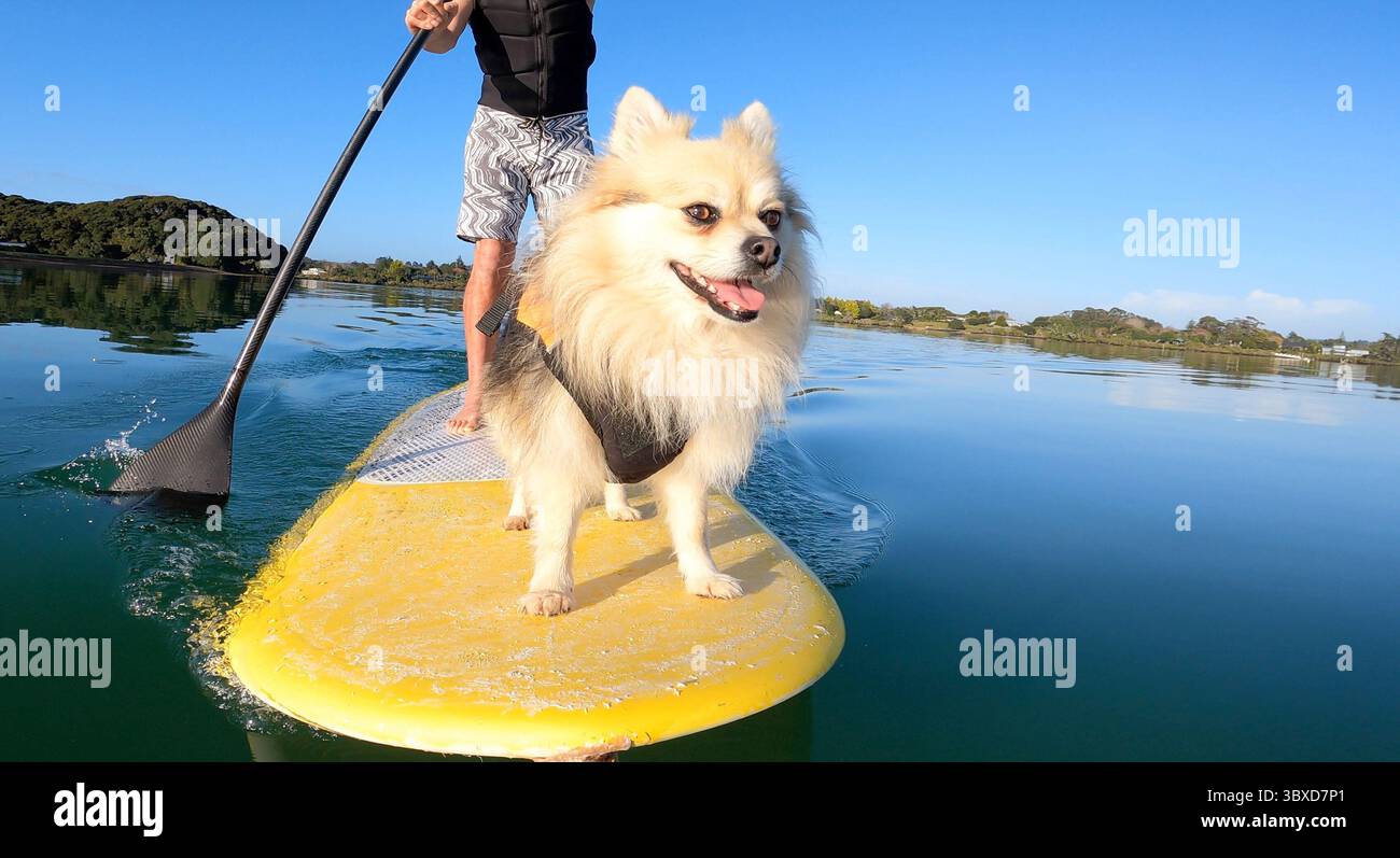Chien heureux appréciant le tour sur paddleboard Banque D'Images