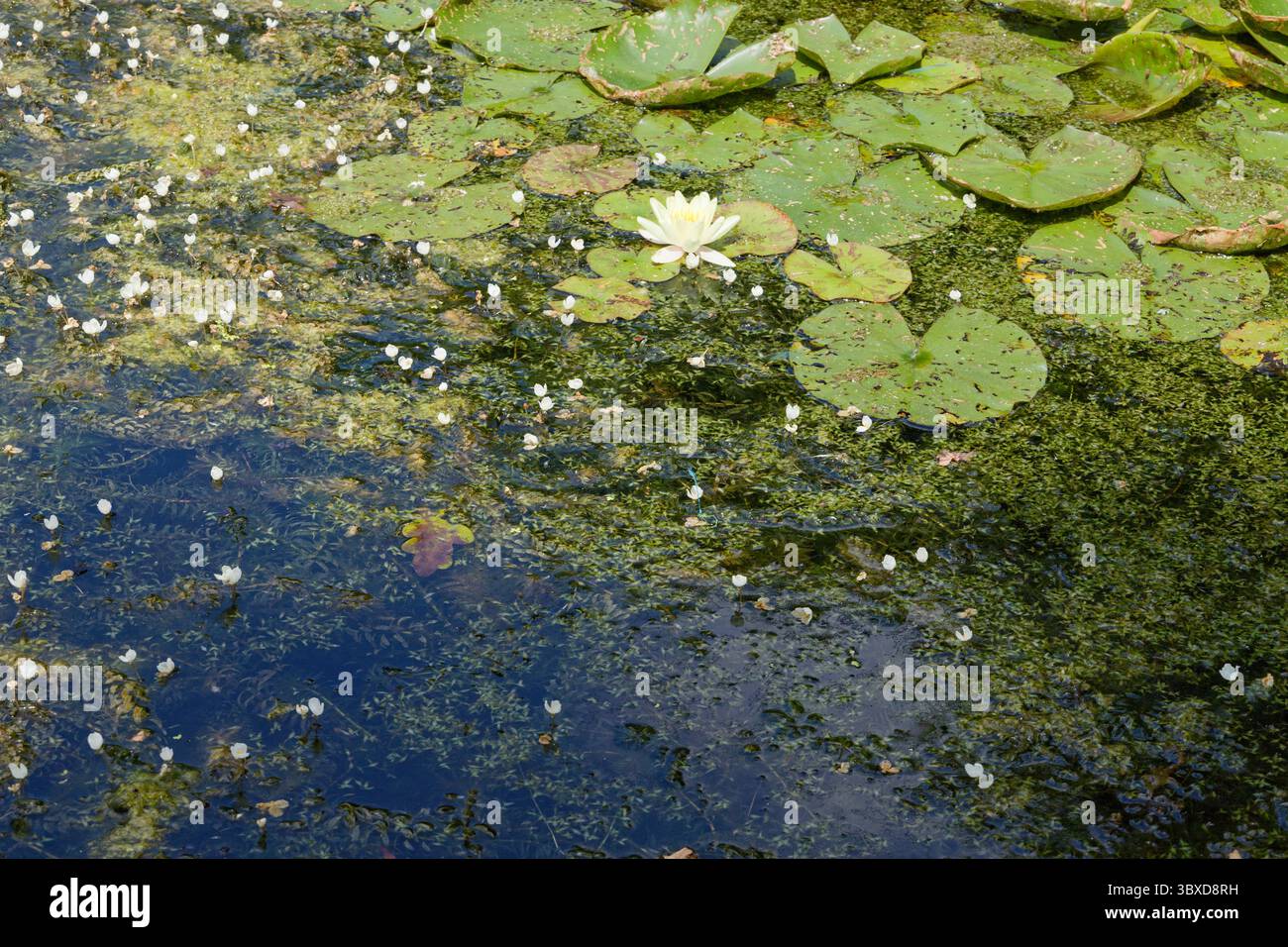 Weed étang. Croissance excessive des algues et autres plantes aquatiques dans un étang. Banque D'Images