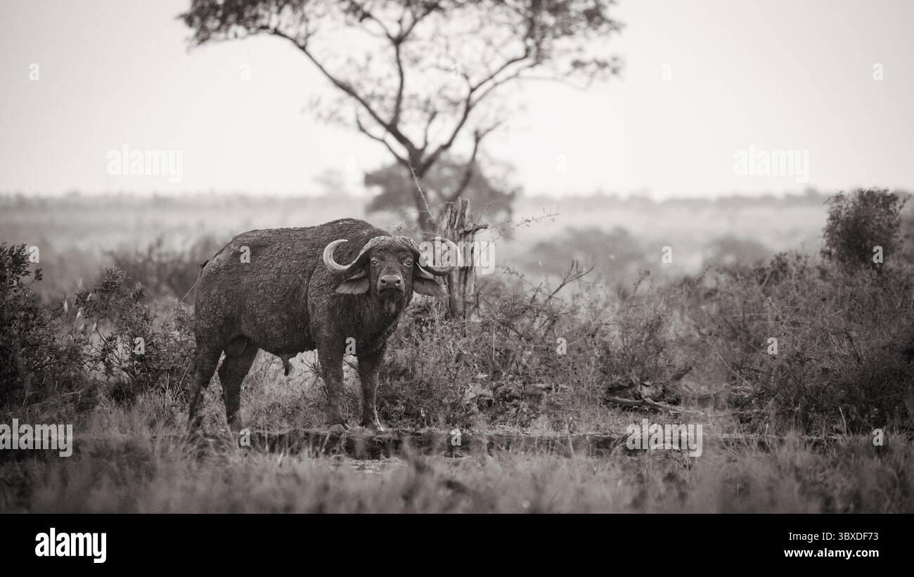 Buffalo, Syncerus caffer, portrait noir et blanc. Banque D'Images