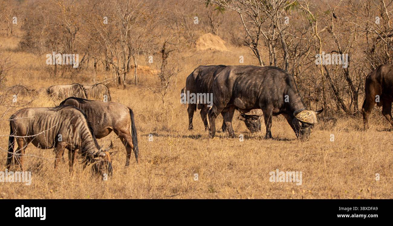 Buffalo et gnous, Syncerus caffer et Connochaetes, pâturant ensemble. Banque D'Images