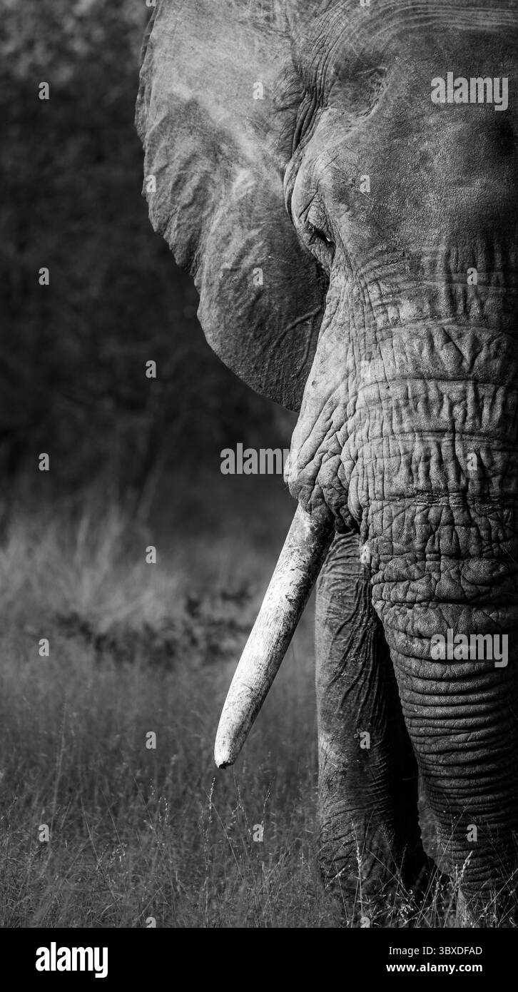 Éléphant Bull, Loxodonta africana, portrait noir et blanc d'un éléphant taureau solitaire. Banque D'Images