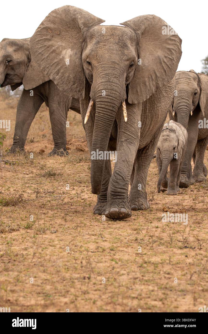 Éléphants, Loxodonta africana, éléphants se déplaçant à travers les plaines en ligne. Banque D'Images
