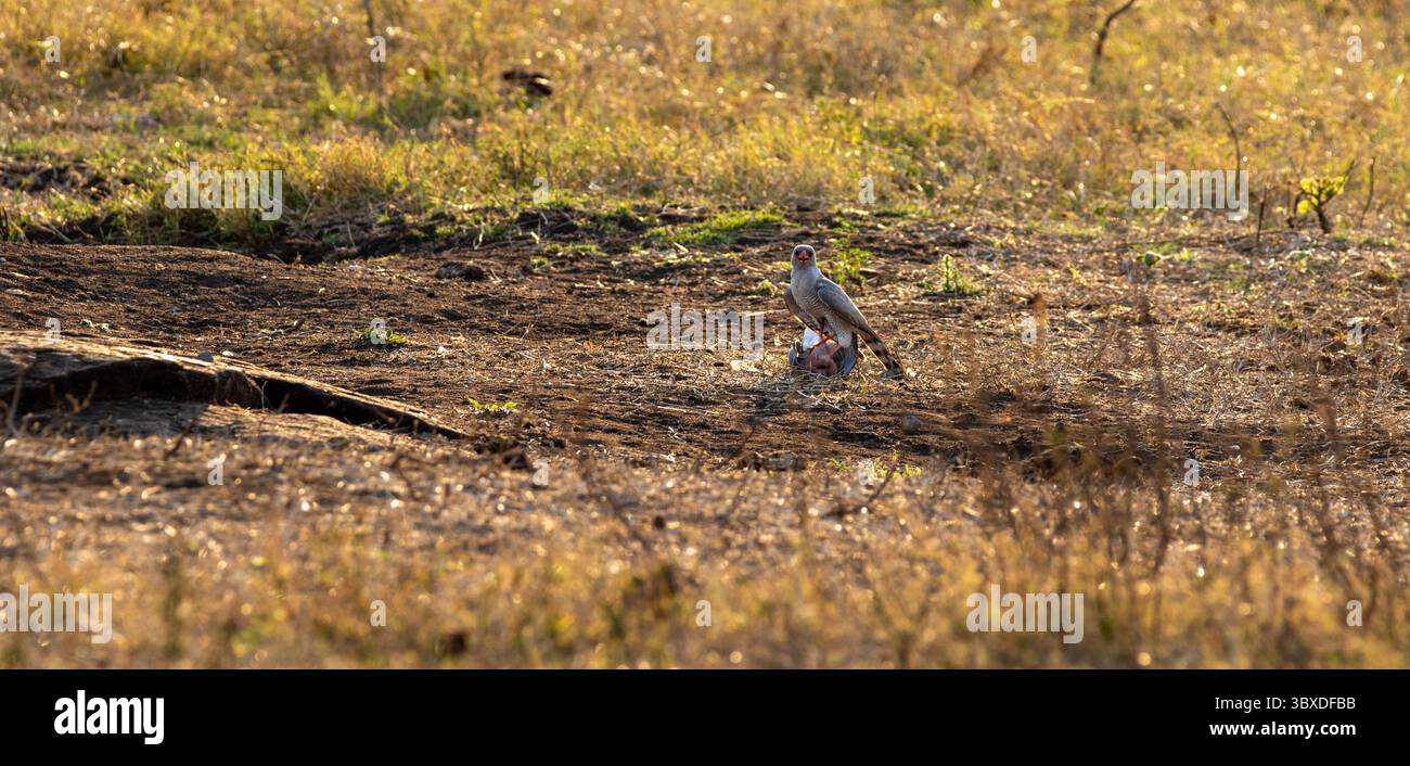 Gabar Goshawk, Micronisus gabar, avec Prey. Banque D'Images