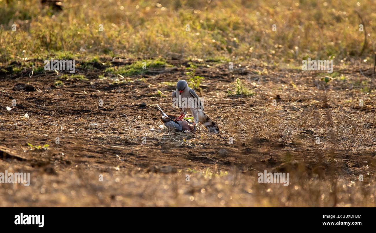 Gabar Goshawk, Micronisus gabar, avec Prey. Banque D'Images