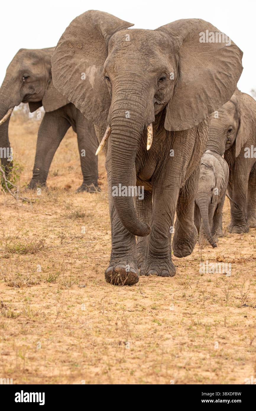 Éléphants, Loxodonta africana, éléphants se déplaçant à travers les plaines en ligne. Banque D'Images