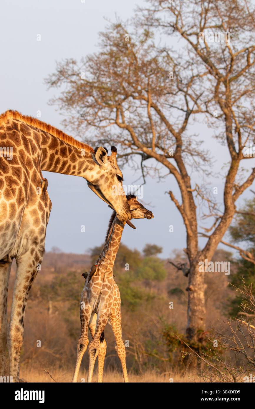 Girafe, Giraffa camelopardalis, jeune girafe se nettoyant par sa mère. Banque D'Images