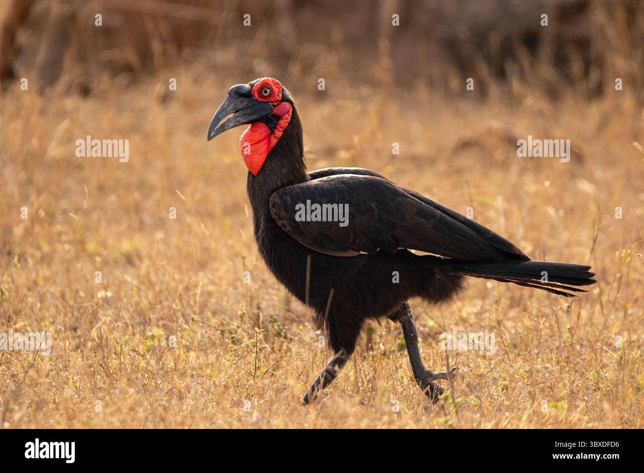 Hornbill au sol, Bucorvus leadbeateri, marchant dans l'herbe. Banque D'Images