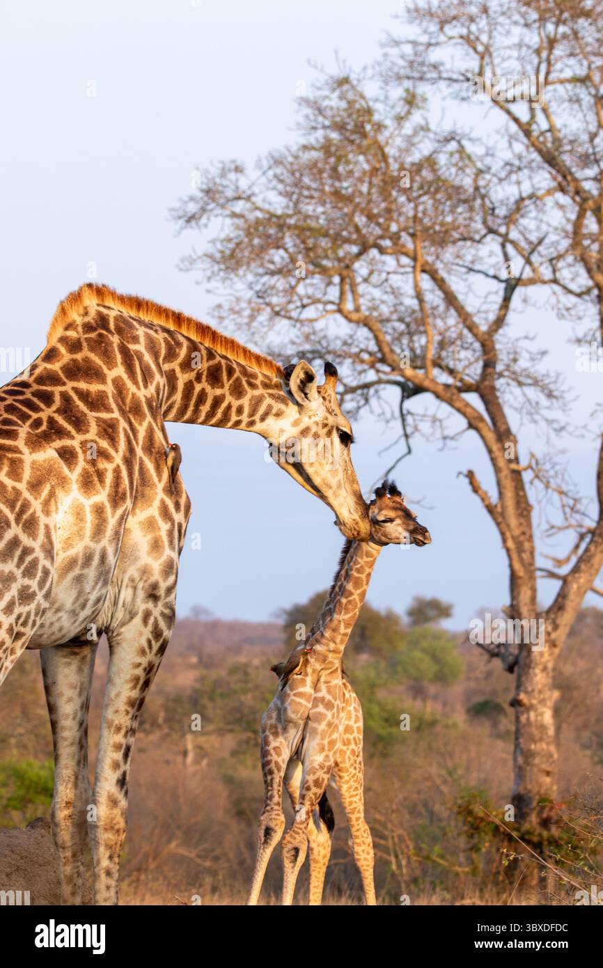 Girafe, Giraffa camelopardalis, jeune girafe se nettoyant par sa mère. Banque D'Images