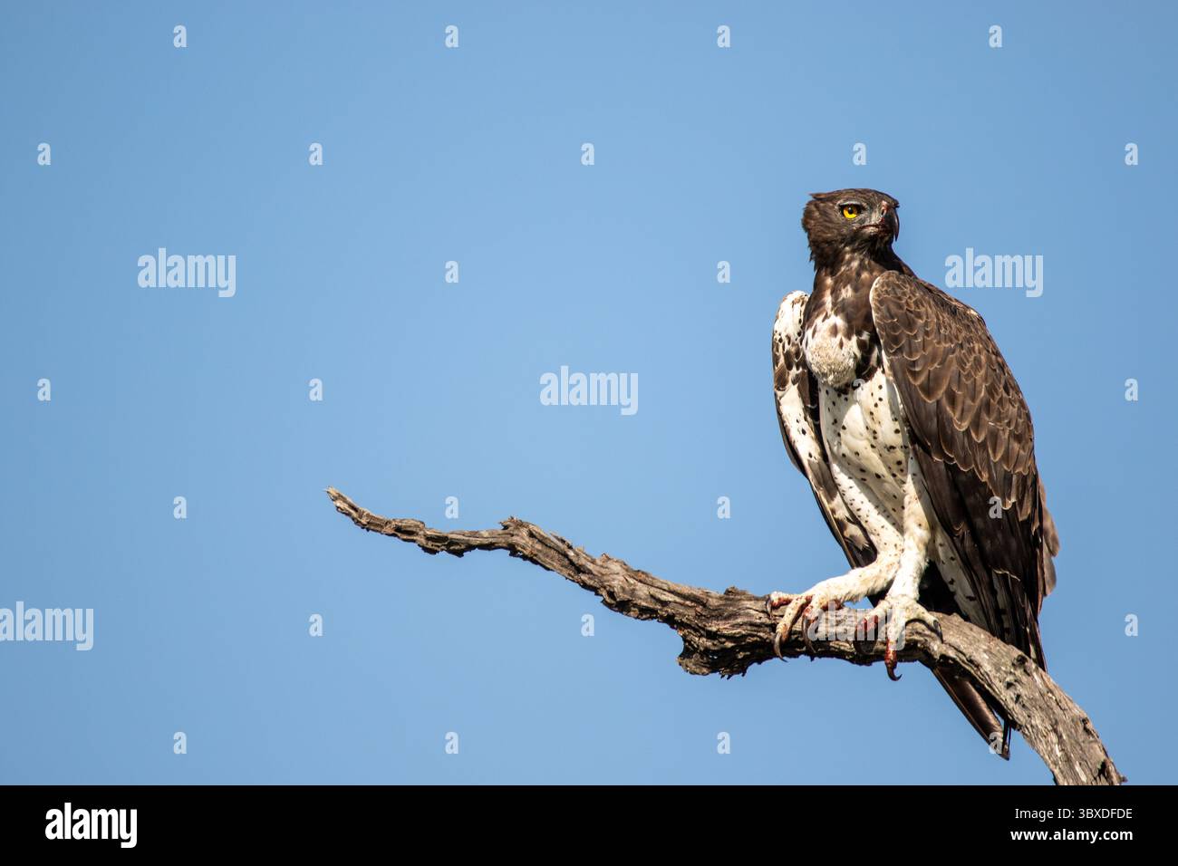 Aigle martial, Polemaetus bellicosus, aigle martial perché sur une branche, scrutant le paysage. Banque D'Images