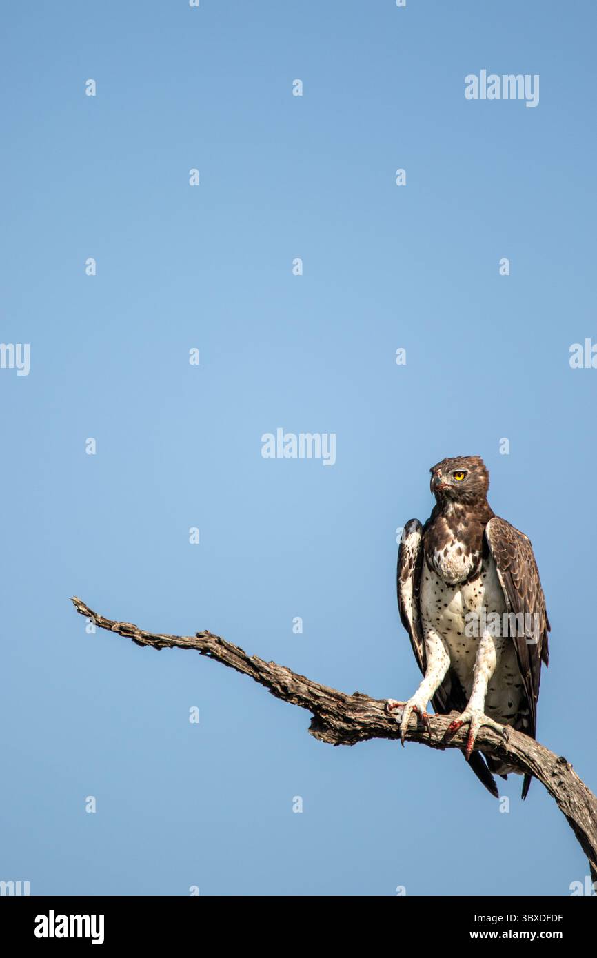 Aigle martial, Polemaetus bellicosus, aigle martial perché sur une branche, scrutant le paysage. Banque D'Images