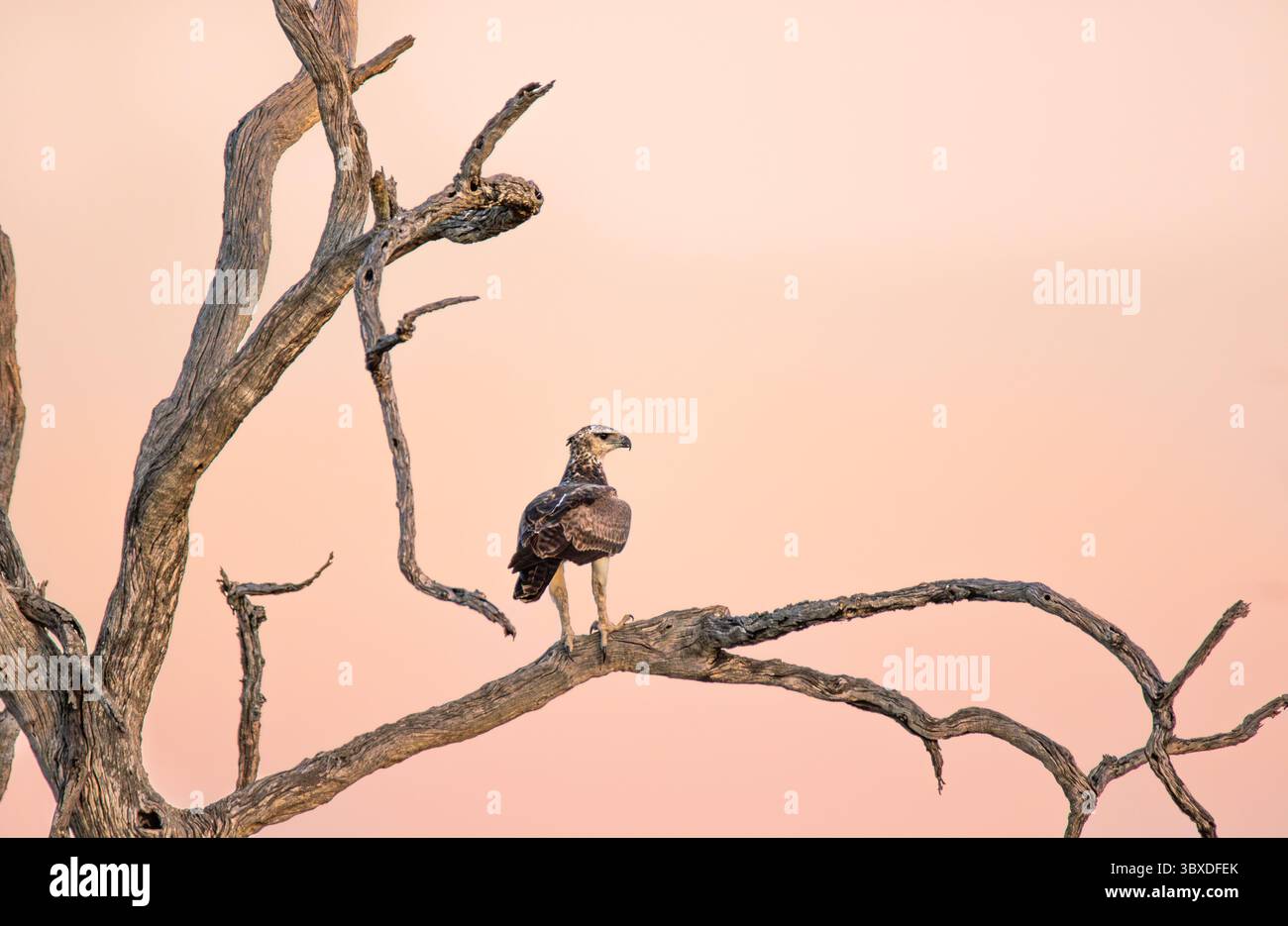 Aigle martial, Polemaetus bellicosus, aigle martial perché sur un arbre, au coucher du soleil. Banque D'Images