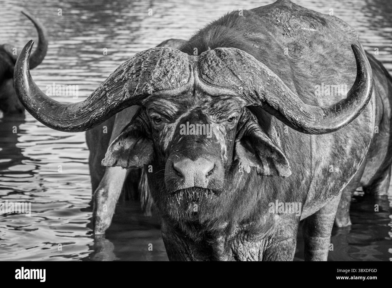 Buffalo, Syncerus caffer, portrait noir et blanc d'un taureau de buffle. Banque D'Images