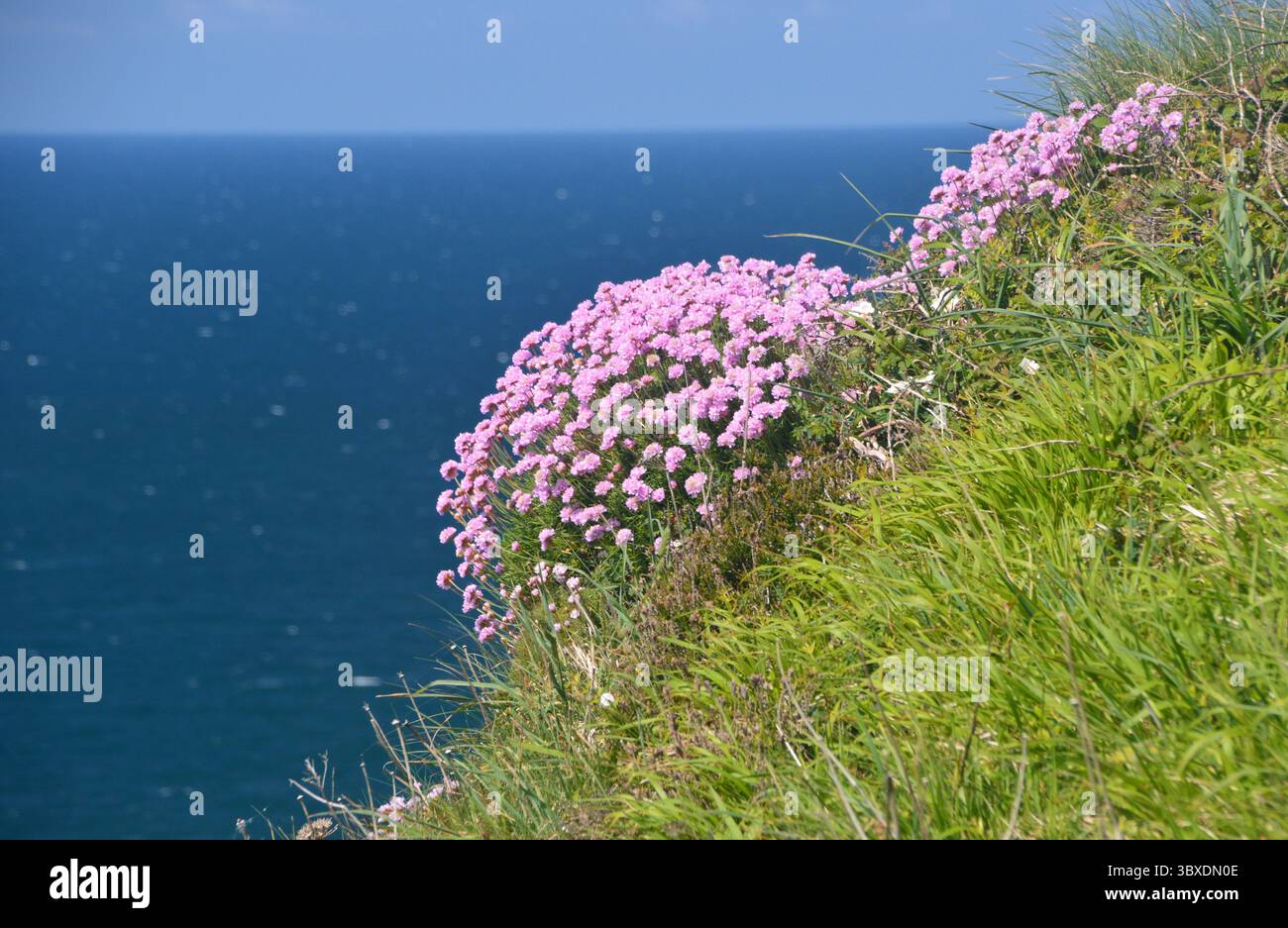 Botte de Pink Sea Thrift (Armeria Maritima) fleurs sur le chemin de la falaise près de PorTreath sur le chemin côtier du Sud-Ouest, Cornwall, Angleterre, Royaume-Uni. Banque D'Images