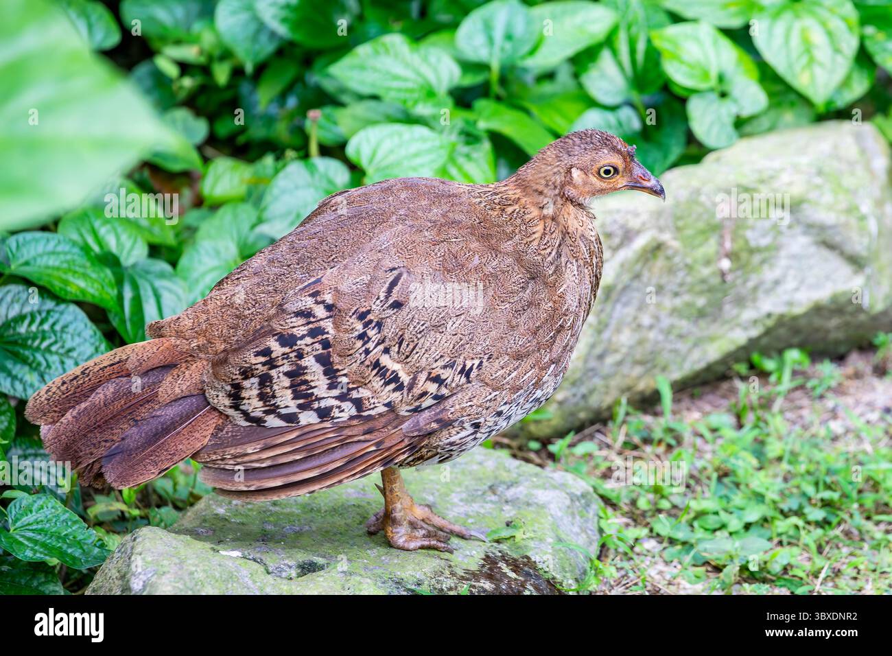 La sauvagine sri-lankaise femelle (Gallus lafayettii). C'est un membre de l'ordre des oiseaux Galliformes qui est endémique au Sri Lanka Banque D'Images