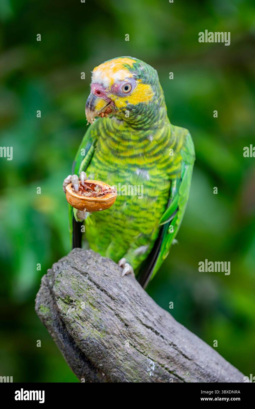 Le perroquet à face jaune (Alipiopsitta xanthops) C'est un perroquet néotropical (tribu Arini). C'est un oiseau principalement vert et jaune-plumé Banque D'Images