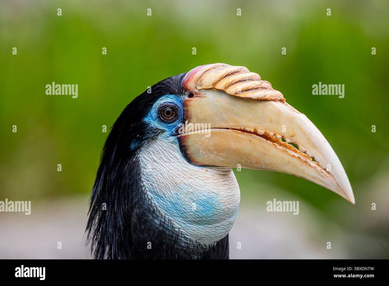 La femelle Blyth's Hornbill (Rhyticeros plicatus) est un grand Hornbill qui habite la canopée de la forêt de Wallacea et de Mélanésie. Son nom local dans Tok Pi Banque D'Images