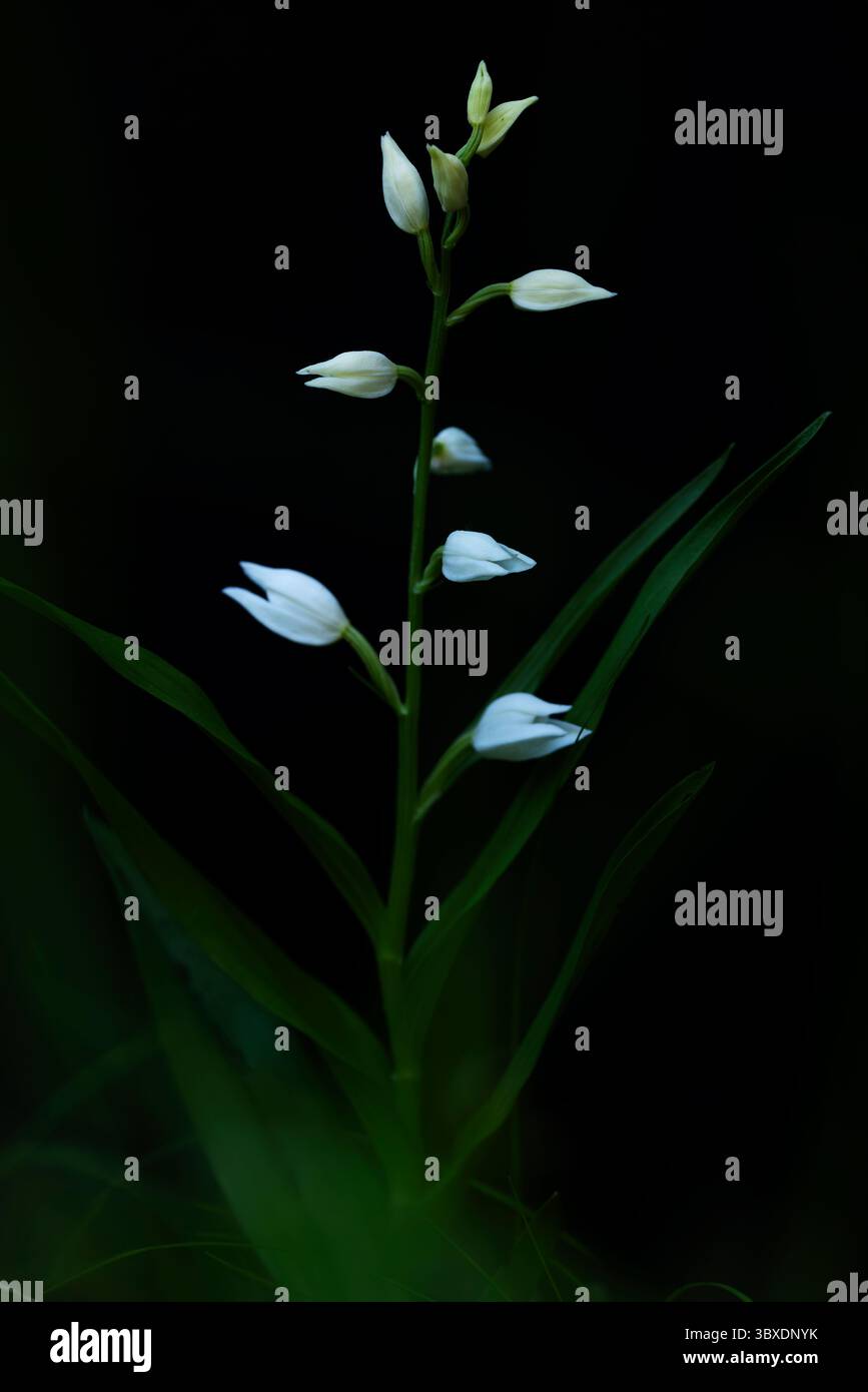 Helleborine à feuilles étroites (cephalanthera longifolia) en fleurs, trouvée dans la vallée de la rivière lech en Autriche Banque D'Images