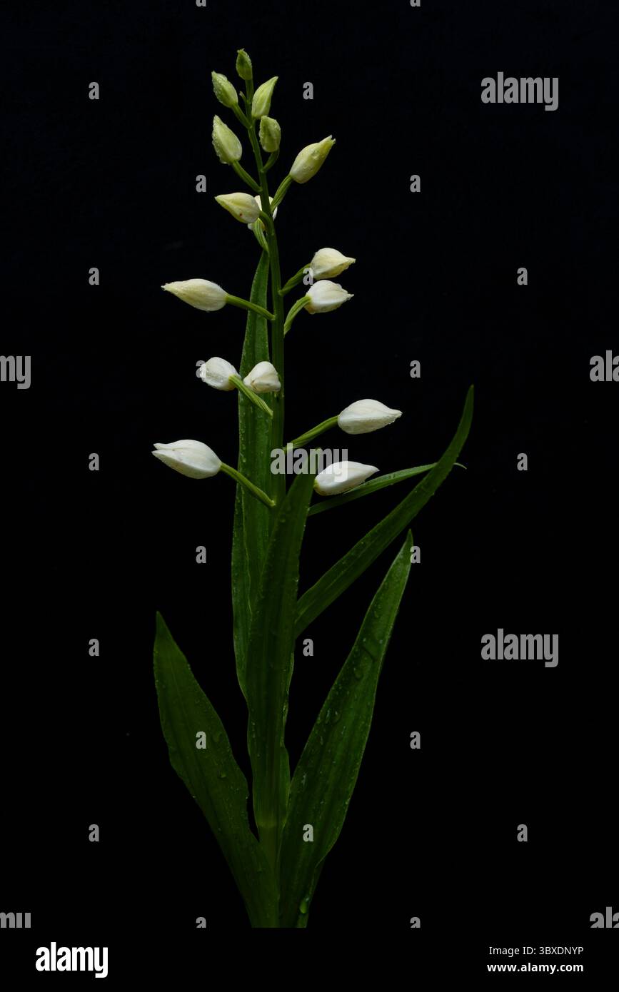 Helleborine à feuilles étroites (cephalanthera longifolia) en fleurs, trouvée dans la vallée de la rivière lech en Autriche Banque D'Images